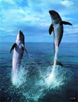 Kiszolgltatott delfinek